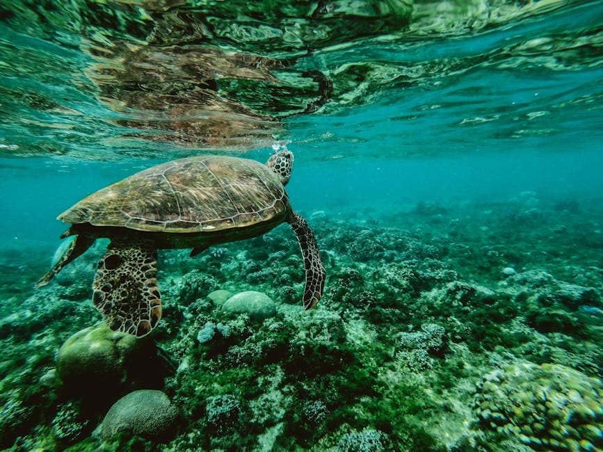 Cover Image for How Does Plastic Affect Marine Life? Species, Data, and Research